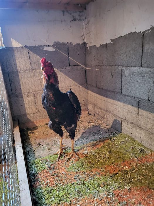 Сатамын дакан кораз 50 000