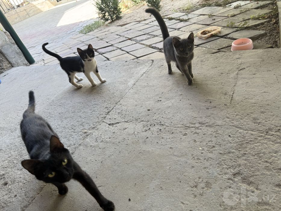 Домашние котята отдам даром
