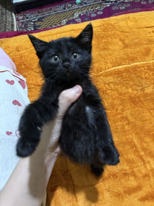 Хорошая котенок