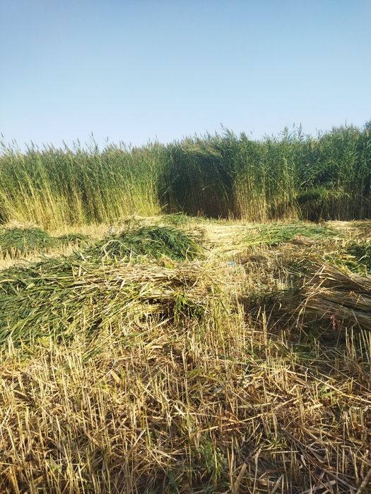 қамыс баубар бағасы 250тг