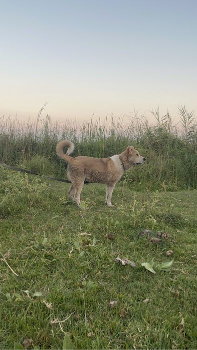 Продается щенок Алабая