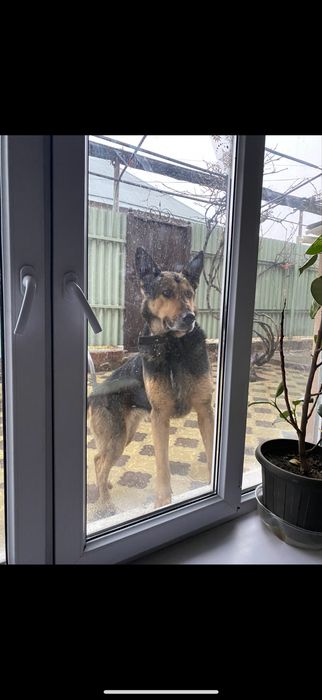 Щенки овчарка, месяц от роду