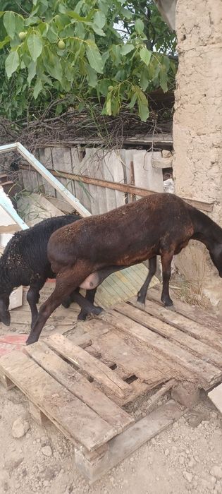 Qo'y sotiladi yaxshi boqilgan
