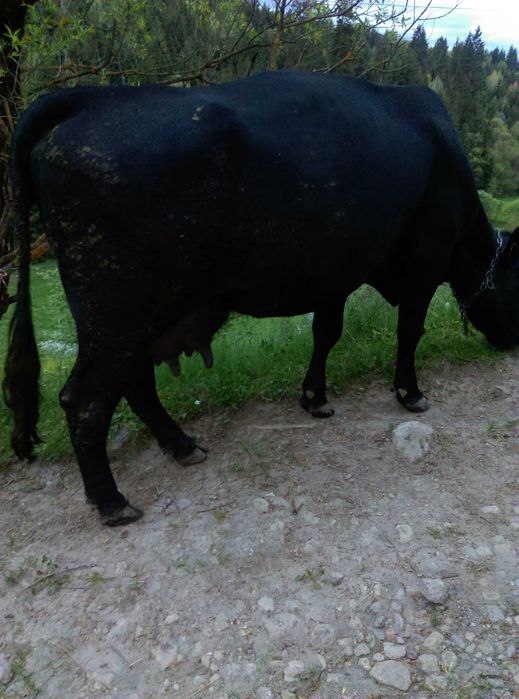 Vând vaci,juninci