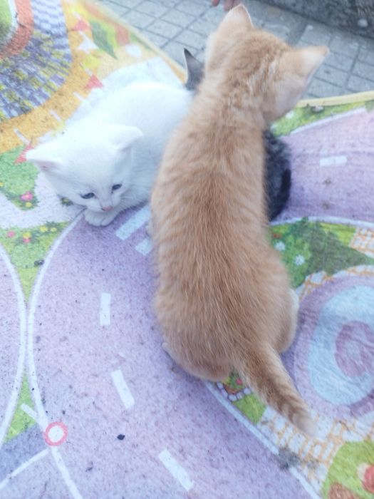 Малки Котенца безплатни