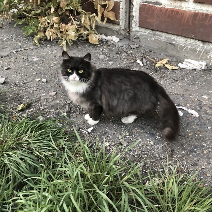 Животные. Кошки.