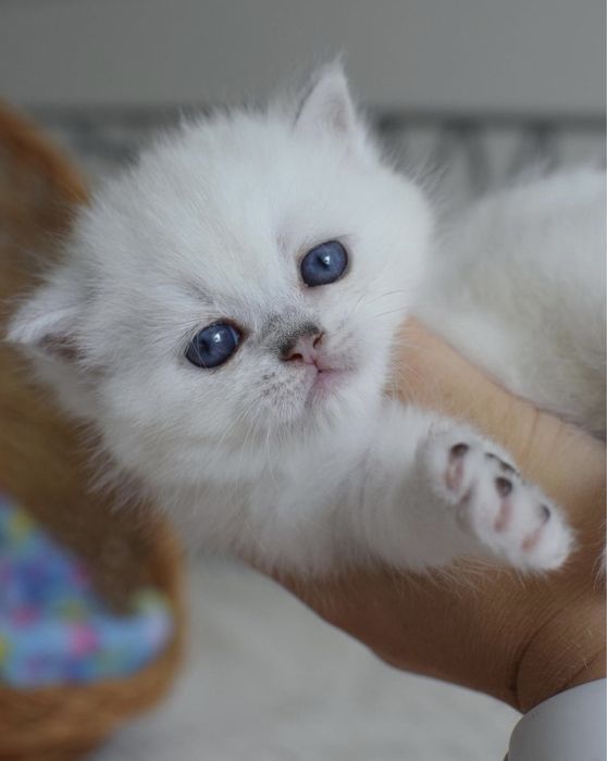 Кисюля малыши