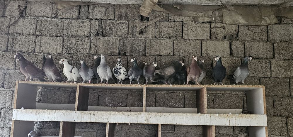 Porumbeii ,duduros si italian