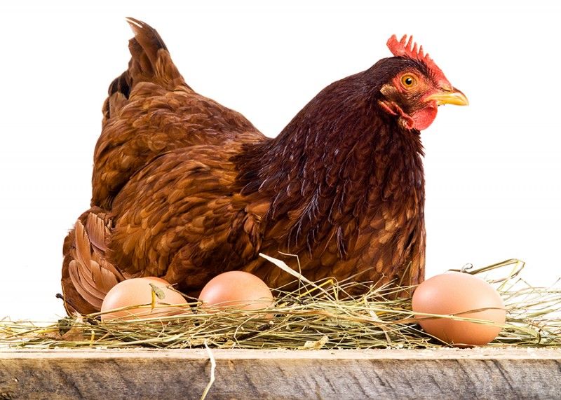 Oua gaina proaspete naturale  de casă 100% bio garantat!