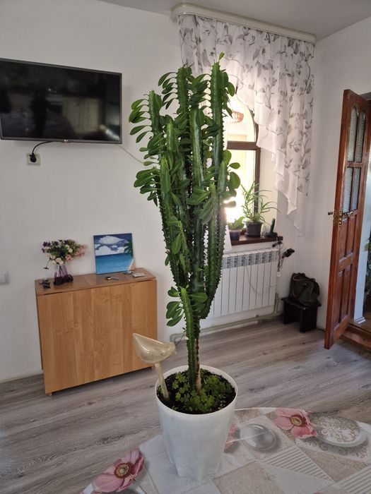 Продам молочай 80 см