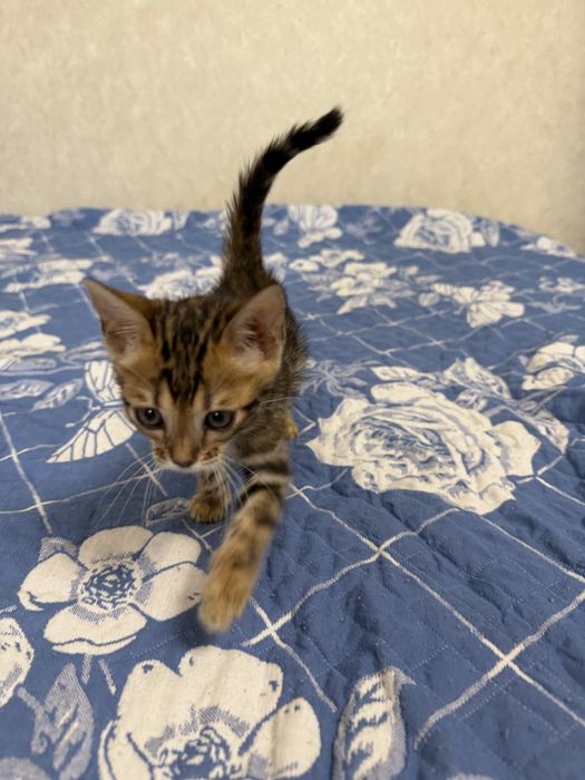 Бенгальский котенок с родословной