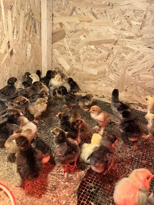 Pui rasa australorp albastru si wiandotte