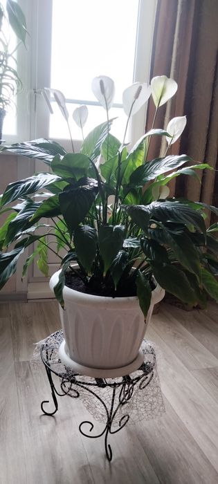 Продам спатифиллум