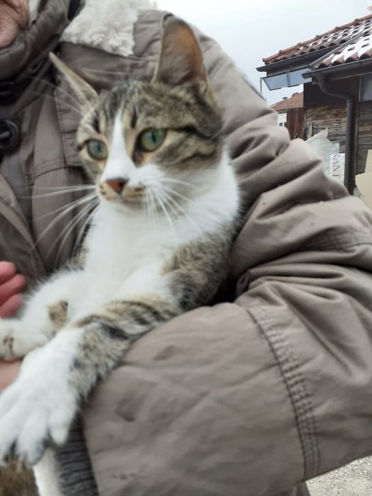 подаряват се котенца