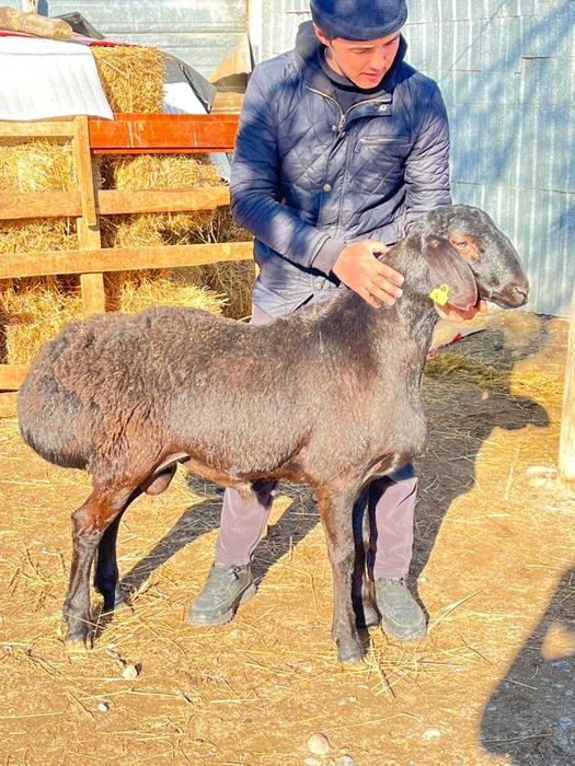 Гиссар козы кошкарлар