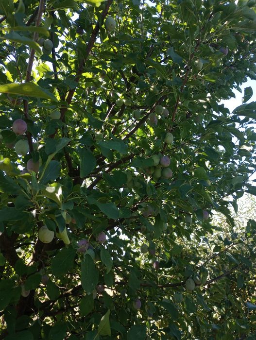Prune de vară din livada proprie