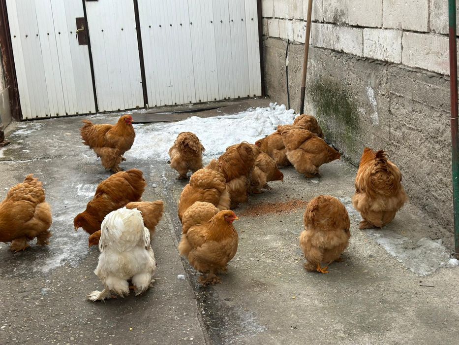 De vânzare gaini cochinchina urias galben