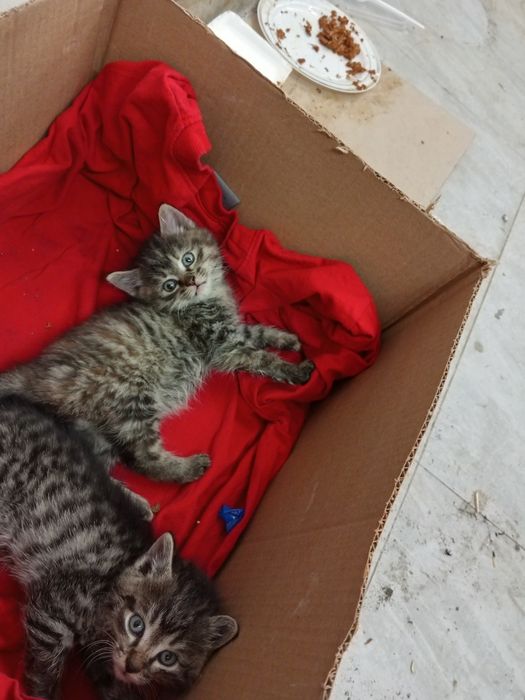 Отдам красивых котят