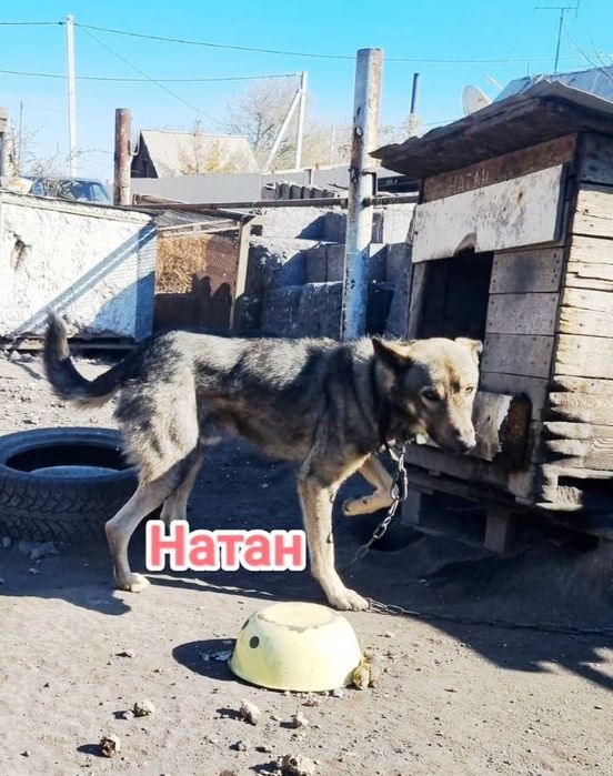 Дарю в добрые и ответственные руки