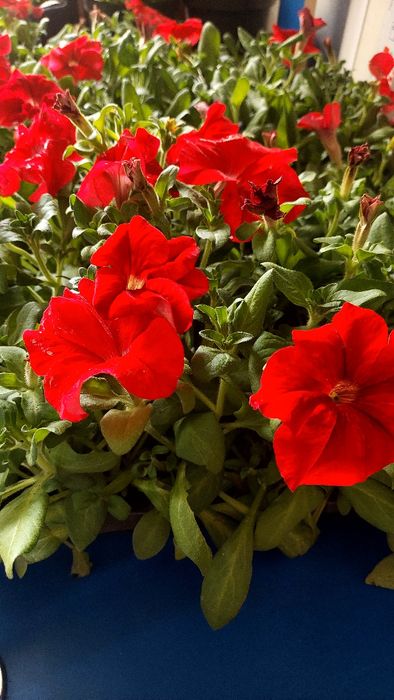 Рассада петуния, бархатцы