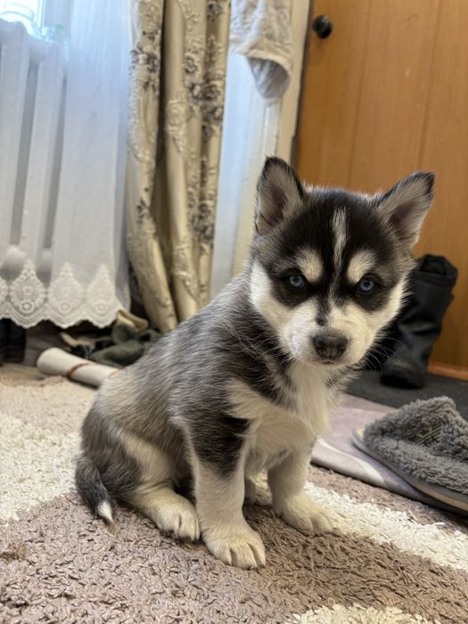 Продам щенка хаски