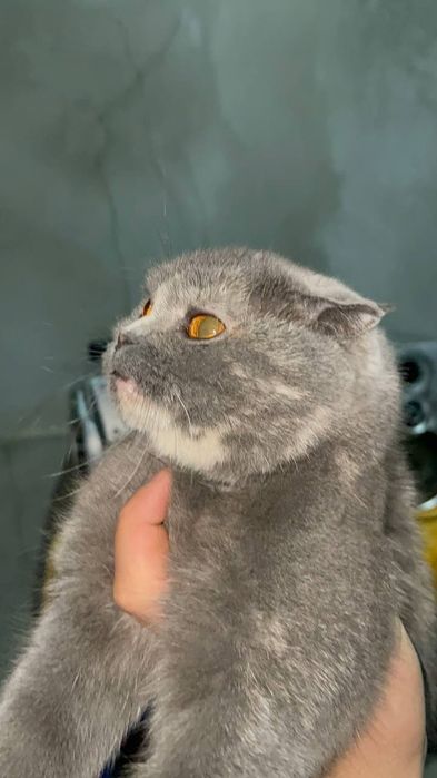 Yaxwi muwu sotiladi 6 oyli zoyi tozza