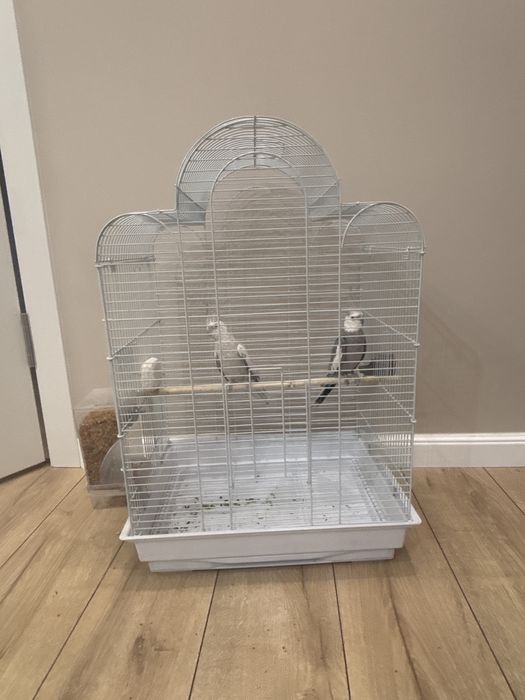 Продаю попугаев пара с клеткой все вместе