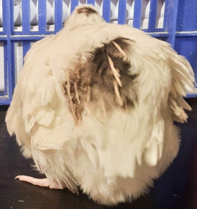 OUĂ Prepeliță pt INCUBAT de vânzare, GIGANT POLAR XXL,pui,prepelițe