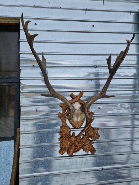 Vând trofeu cerb lopătar cu panoplie