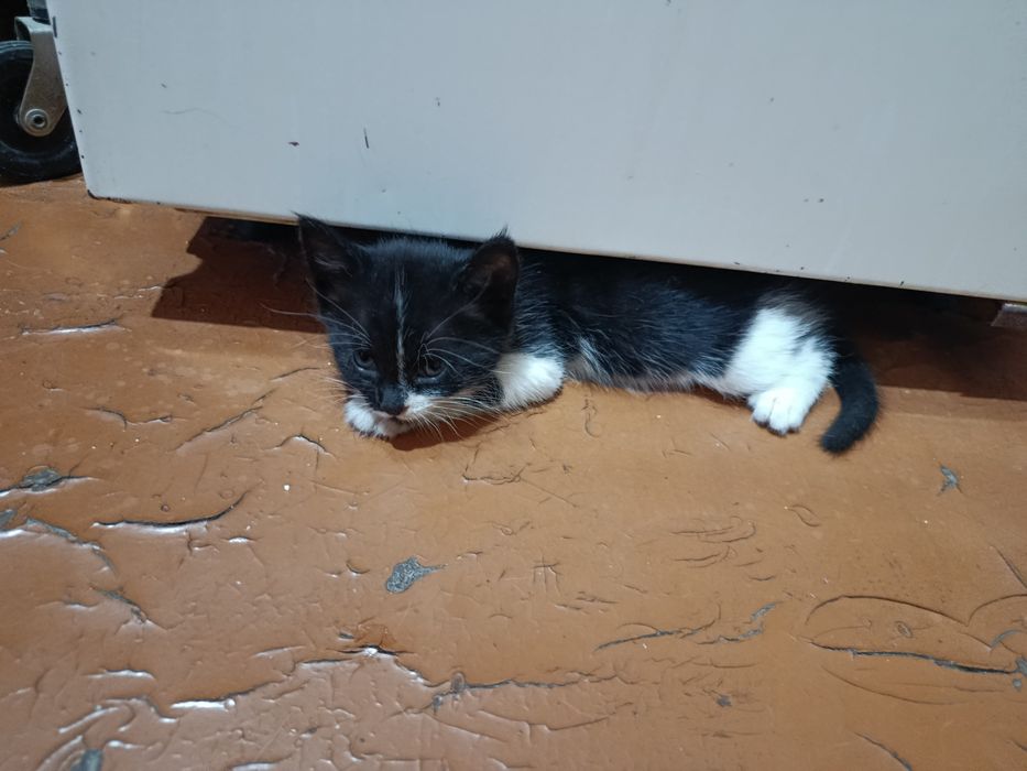 100mingdan 40kun boʻldi tugʻulganiga