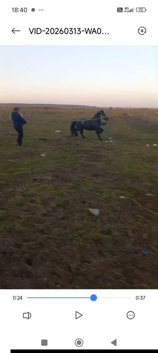 Vând armăsar frizian de 4 ani cu acte