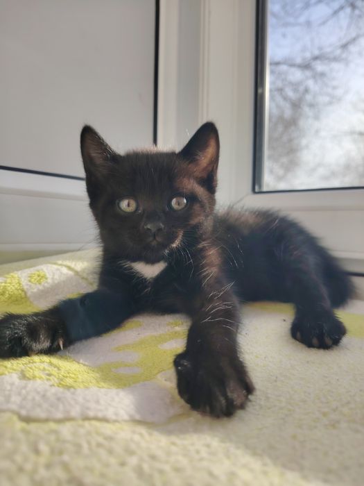 Пристраиваются девочка примерно 2 месяца