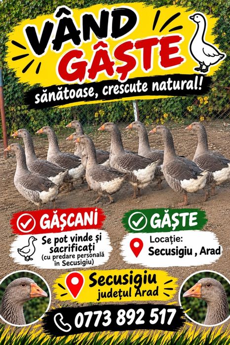 Vând gâște și rațe !!!
