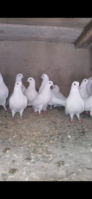 Продам голубей голуби