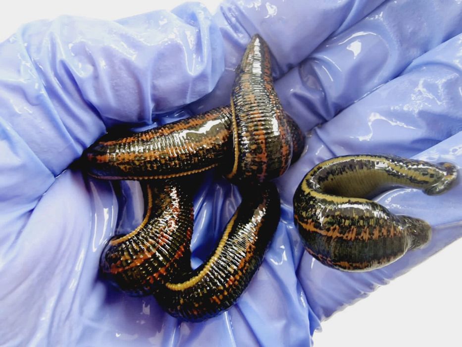 Пияаки аптекарские доставка.