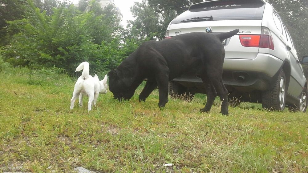 Кинолог дрессировщик