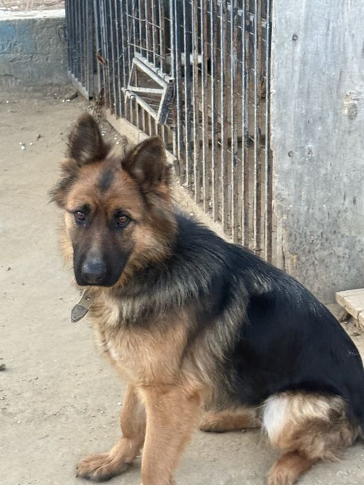 Овчарка,девочка,2-3года