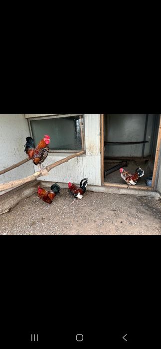 Vând cocoși americani