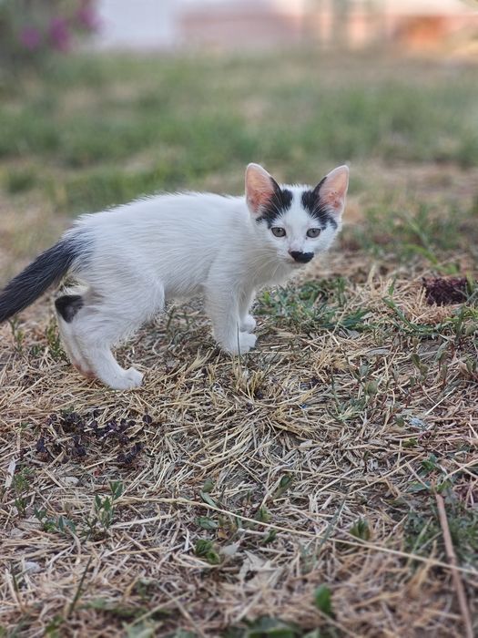 Adopție pui de pisica - doar in interior