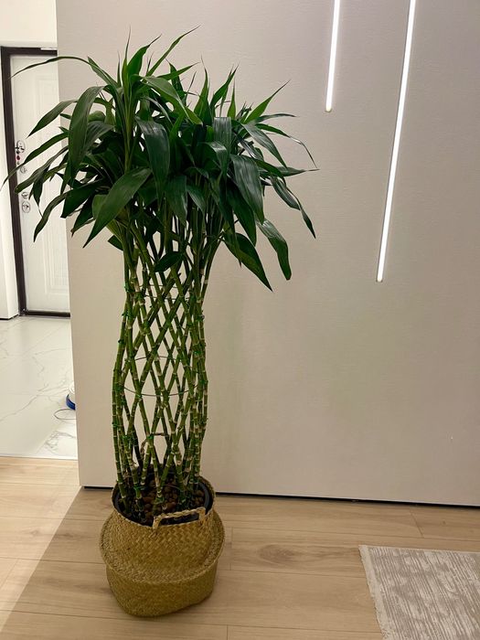 Драцена Сандера, или «бамбук счастья»