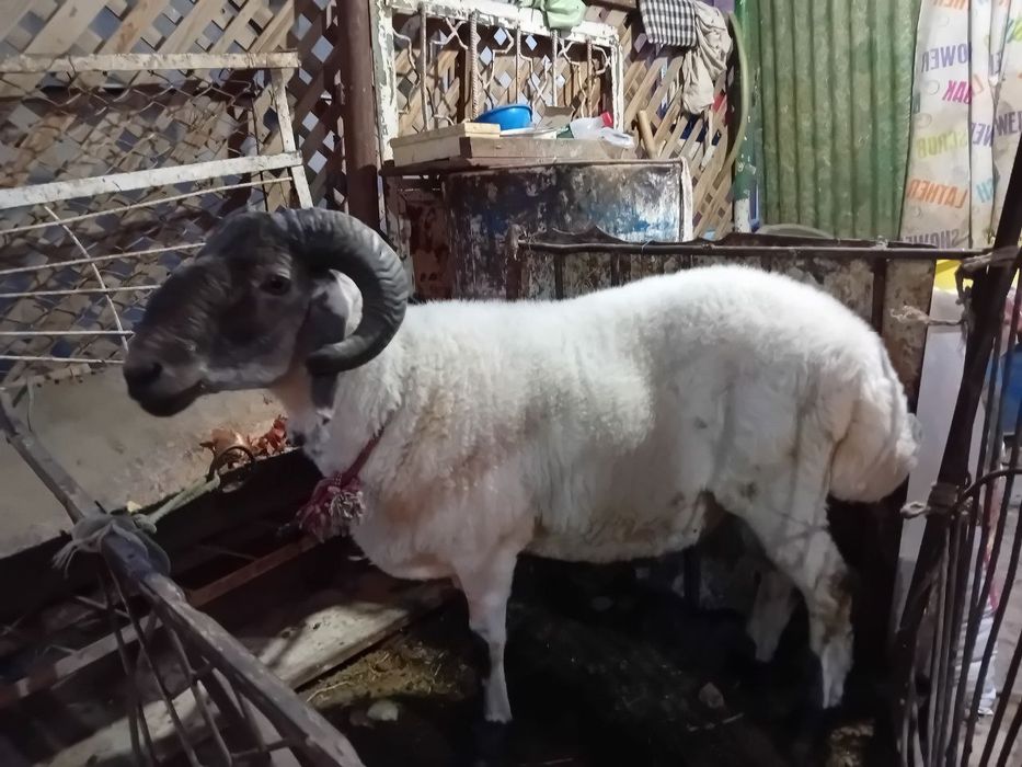 кучкорлар сотилади