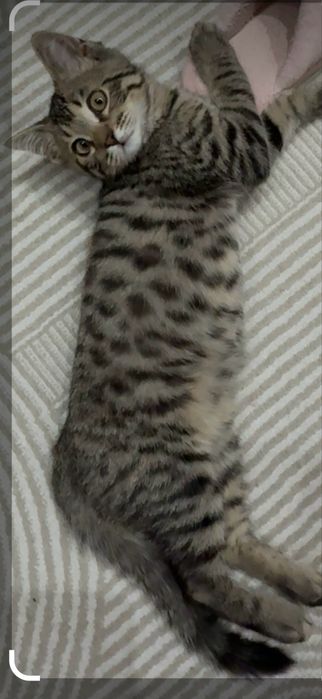 Срочно продам кота