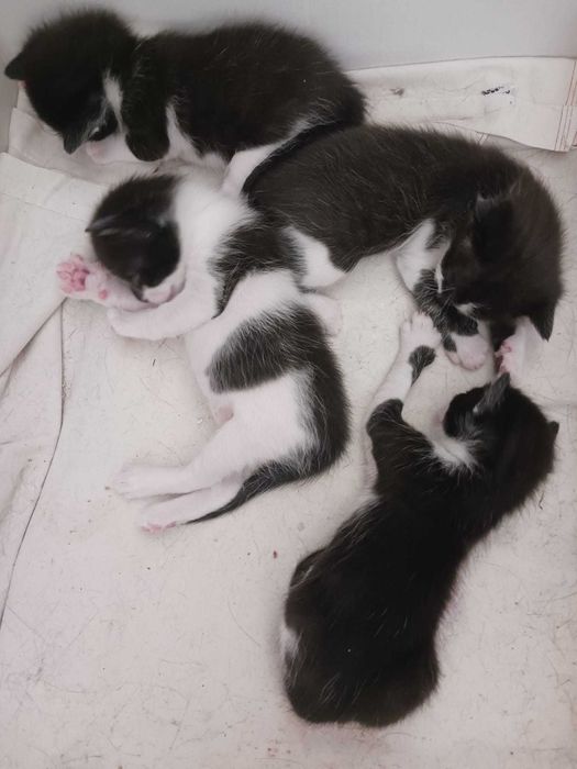 Ofer spre adopție 3 pui de pisică, foarte mici, drăgălași și jucăuși. Își caută oameni iubitori și responsabili!!