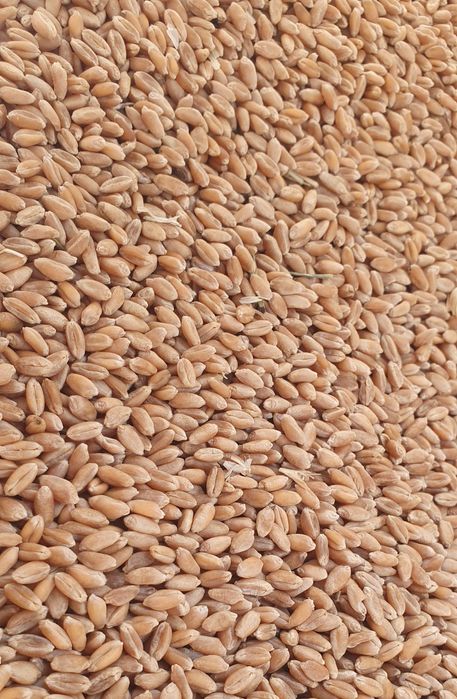 Vând grâu de panificație