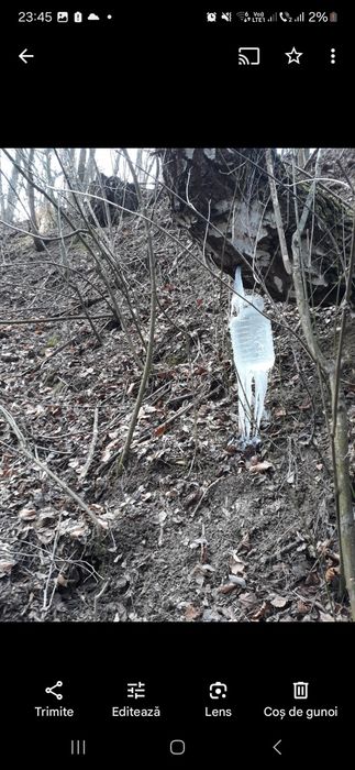 Mesteacan SEVA Mesteacan Stabilizată