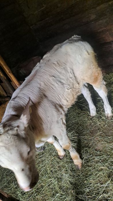 Vând vițea   Belgiană