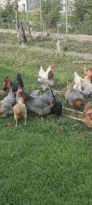 Яйца от селски пасящи кокошки!