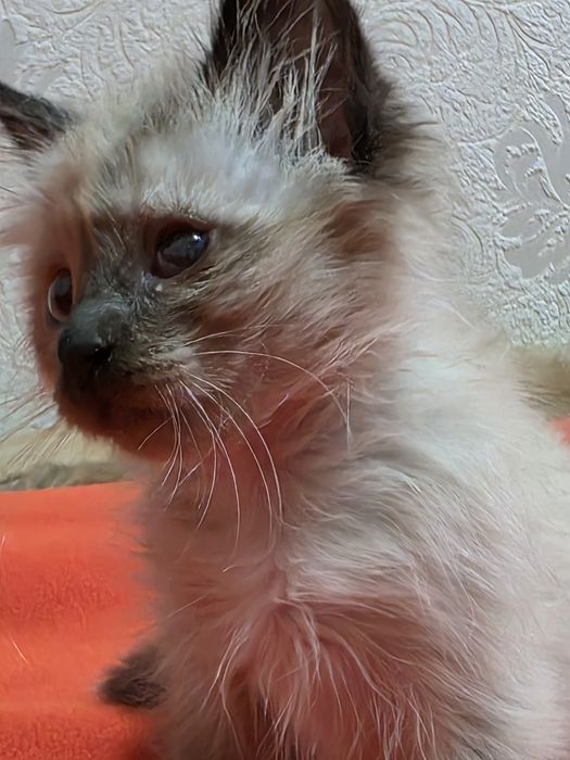 Отам в добрую  семью котенка