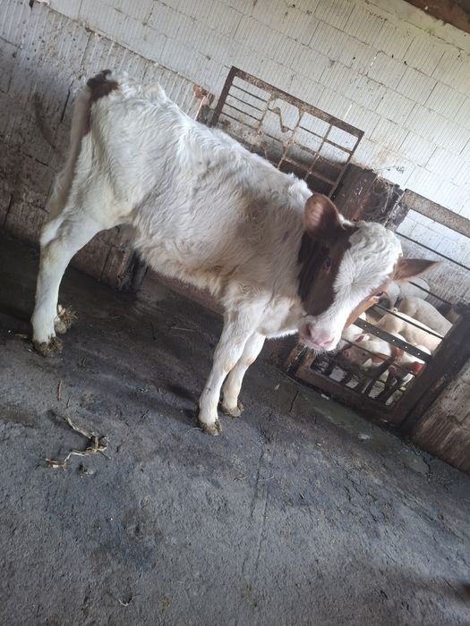 De vanzare 2 vitele frumoase si sanatoase 3 luni