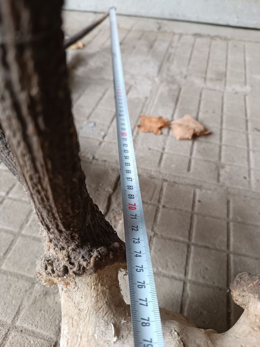 Еленски рога трофей